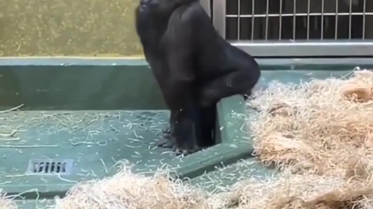 Best Gorilla Dance On Internet Ever| #cutestanimals