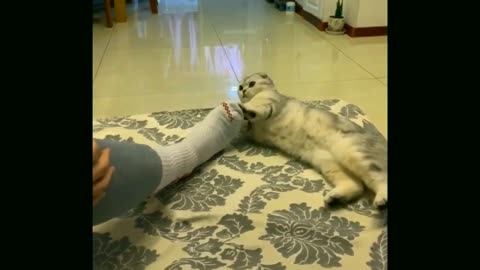 2022 Best funny animal video