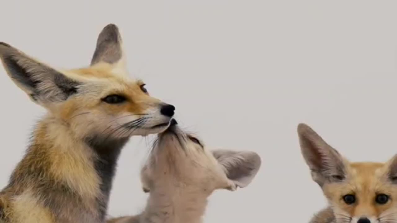 Arabian Red Fox