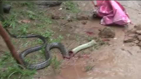 BANACON COBRA SNAKE MOST DANGEROUS ENCOUNTER