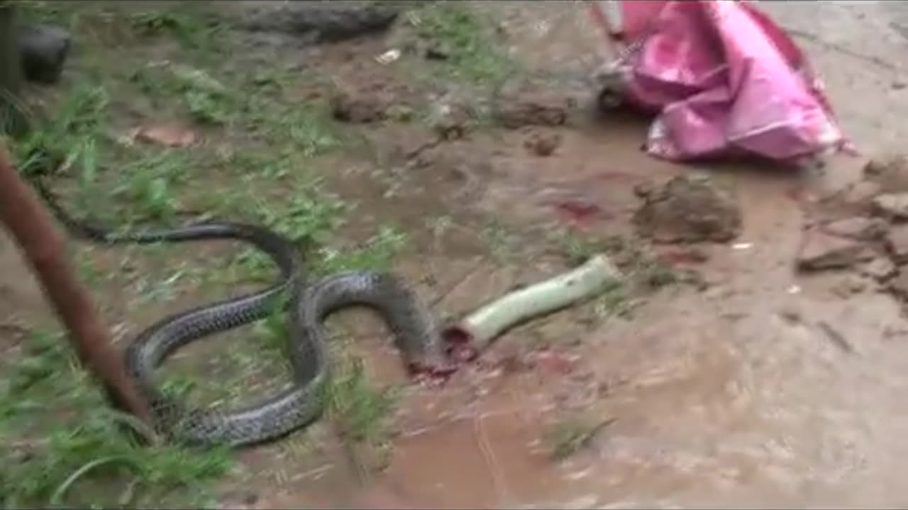 BANACON COBRA SNAKE MOST DANGEROUS ENCOUNTER