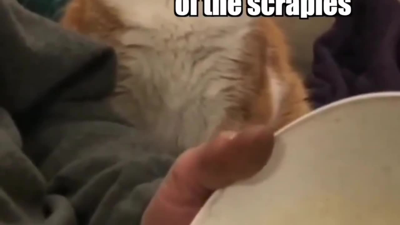 Talking Cat: Give Me Some of Those Scrapey