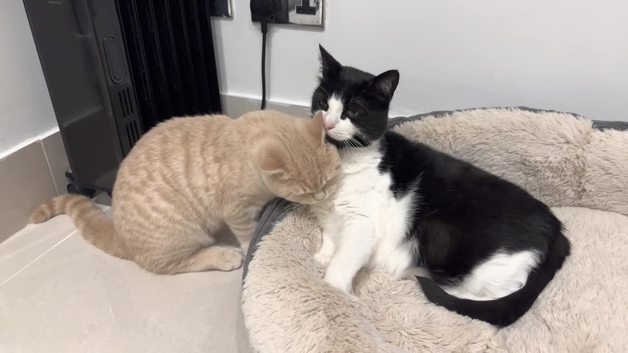 Kitten Adorably Demands Attention From Cat