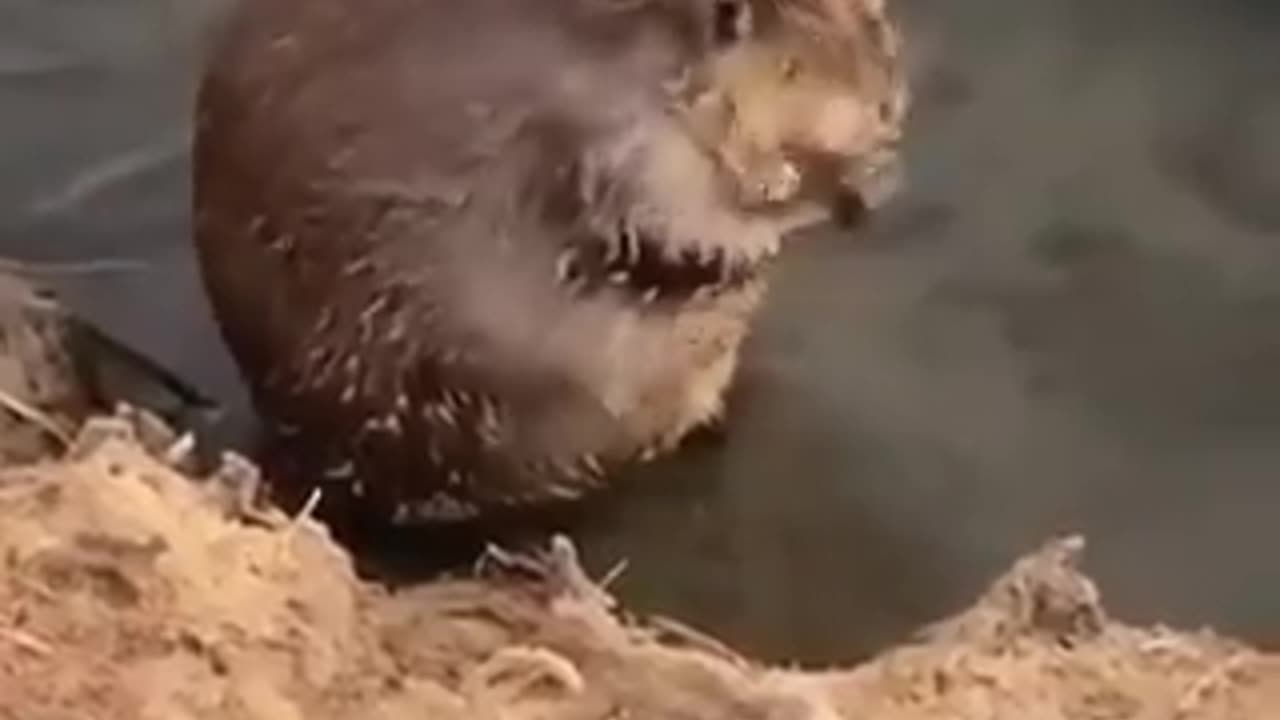 A beaver cleans itself like a human