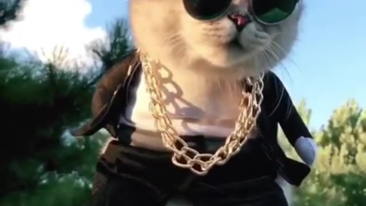 Cat Boss,cute cat,fynny cat