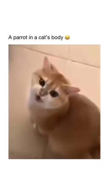 A parrot 🦜 in a cat,s body funny moments #31