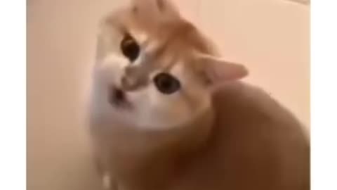 A parrot 🦜 in a cat,s body funny moments #31