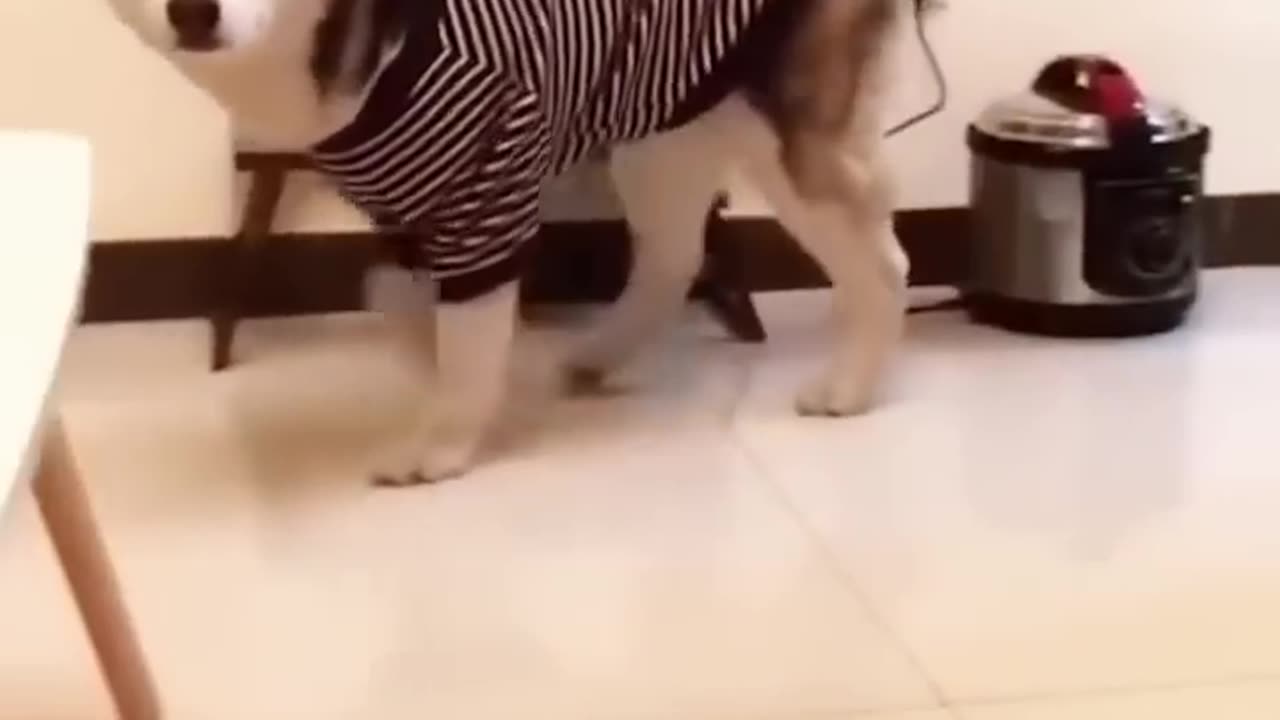 Funniest video
