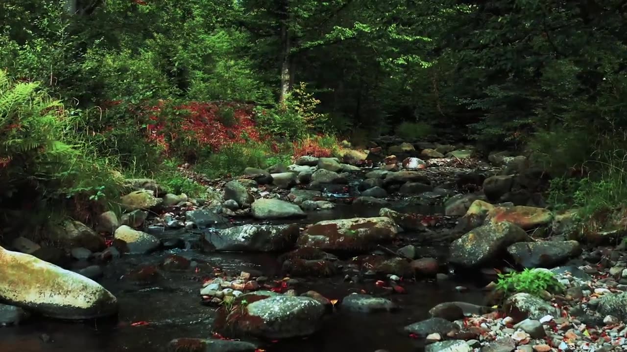 Along The River - Wolf - Rock Balance - Music - Explore Nature