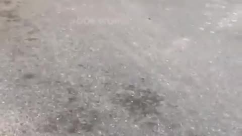 Beautiful Cute Puppy's Fun #shorts #shortvideo #video #virals #videoviral