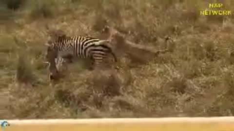 Africa's Wildlife