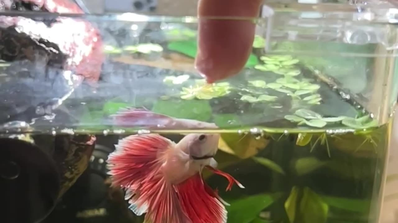 Betta fish jumping - Slow motion