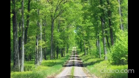 Music for happiness and peace of mind with beautiful forest