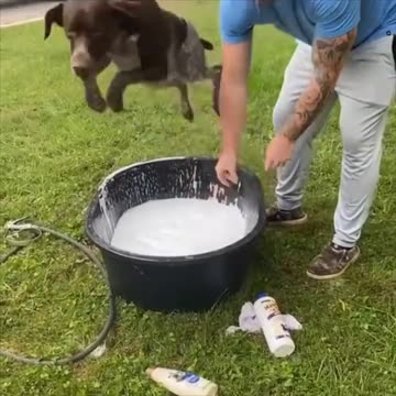 Dog avoiding his bath