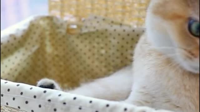 As is known to all, fantongThree hobbies, and eat the cat