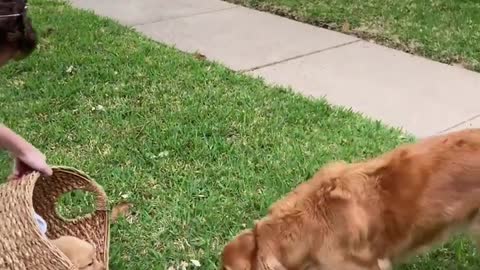 Watch These Puppies Become Best Friends!