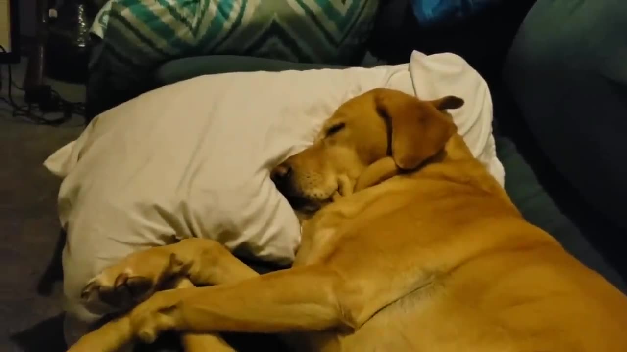 cute dog is having a nightmare