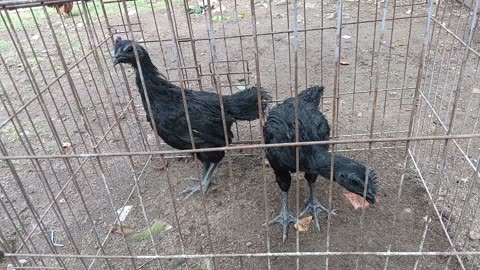 KIND OF CEMANI CHICKEN