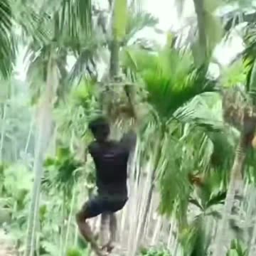 Dangerous job on the trees