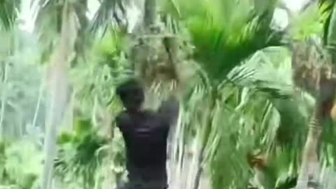 Dangerous job on the trees