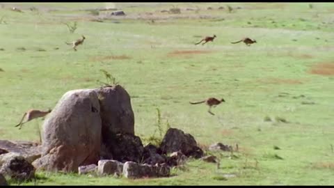 Kangaroos Fight For A Mate | Life Of Mammals | BBC Earth