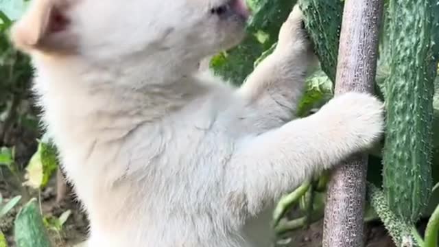 Such a cute little white dog, you'll like it