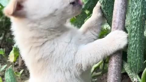 Such a cute little white dog, you'll like it