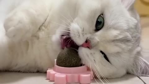 She likes it so much🥰#cat #kitty #kitten #pets #catsoftiktok #cute #fyp #foryou #cats #gadget