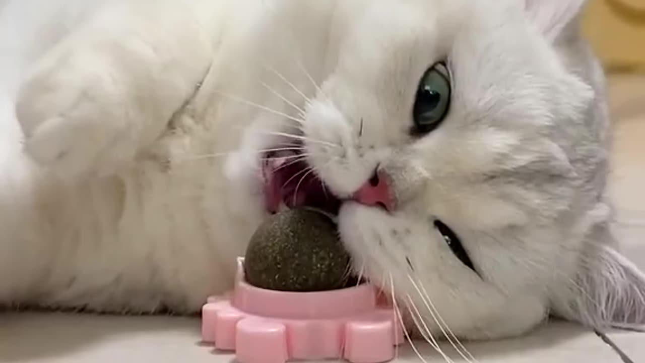 She likes it so much🥰#cat #kitty #kitten #pets #catsoftiktok #cute #fyp #foryou #cats #gadget