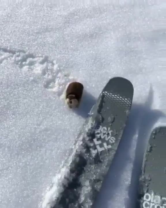 best of funny animals