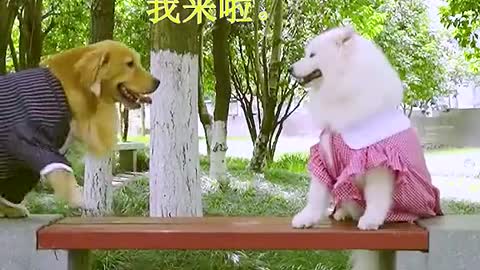 Repair the dog have the Tanabata.. ## # pet khan star people