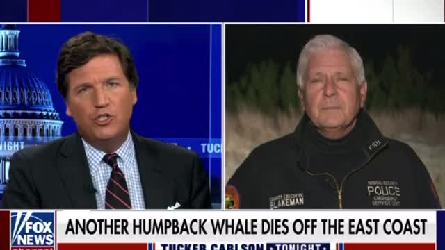 Kohl’s mount for paws in ocean floor preps for wind farms in New York and New Jersey because whales keep dying