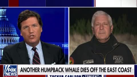 Kohl’s mount for paws in ocean floor preps for wind farms in New York and New Jersey because whales keep dying