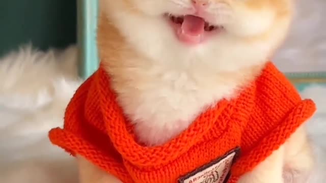 Funny Cute Cat Laughing