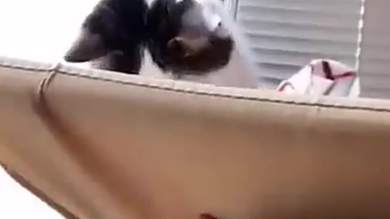 Funny Cats and Dogs