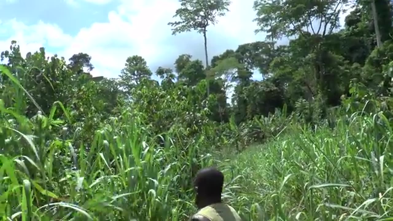 Ghana Picathartes - Kaalkopkraai