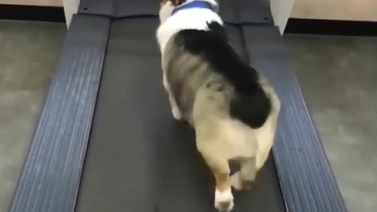 Funniest Cat