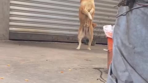 Funny dogs viral video