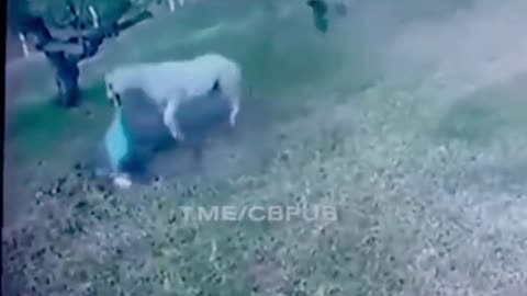 Horse Attacks Human