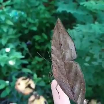 Incrivel a borboleta camufla em folha