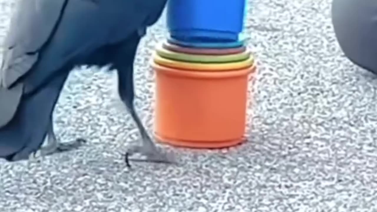 A Man Rescued A Young Crow From Drawning #shorts #shortvideo #video #virals #videoviral