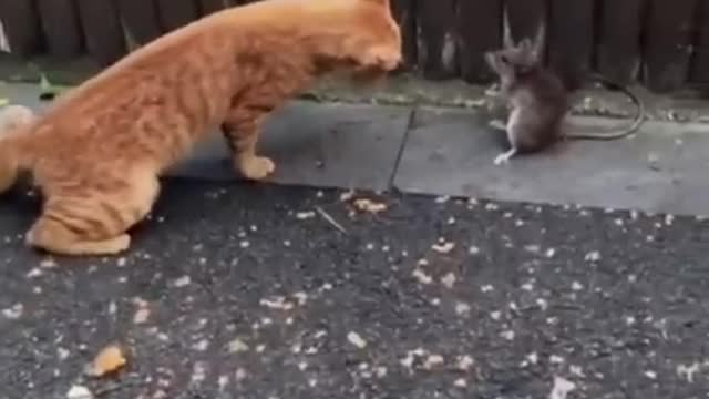 Animals funny vedio _cats funny vedios.