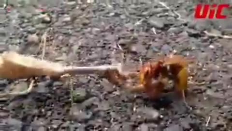 Before non-essential commentary there was Ultimate Insect Championships. Here's the OG train wreck..