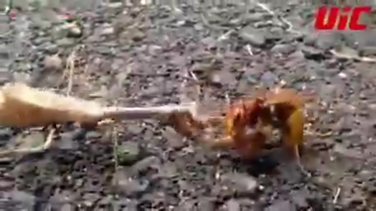 Before non-essential commentary there was Ultimate Insect Championships. Here's the OG train wreck..