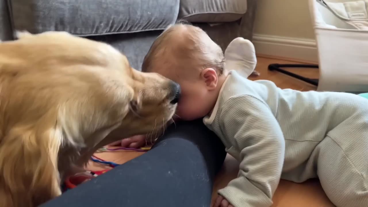 Golden Retriever Adopts Adorable Baby As His Own! (Cutest Ever!!) #funny #comedy #baby
