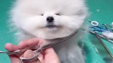 OMG!!! I CUT MY HAIR! | dog Grooming | Funny and Cute Pomeranian Videos |#shorts #short #kitten