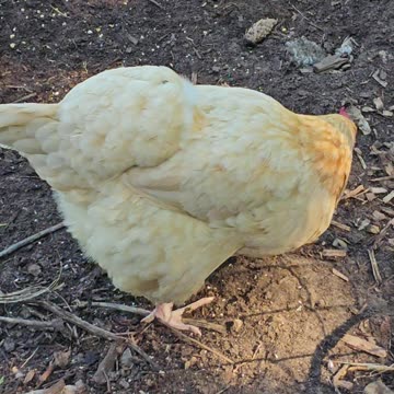 OMC! Why do chickens pick one piece of corn over another? The search for the right kernel! #shorts