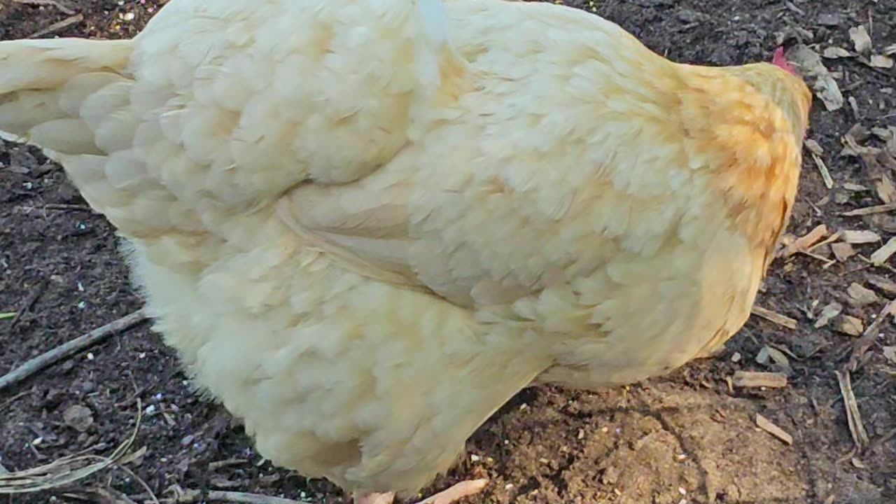 OMC! Why do chickens pick one piece of corn over another? The search for the right kernel! #shorts