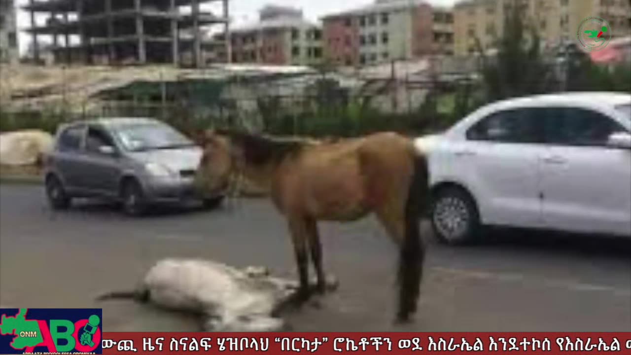 መስከረም 23፣ 2024 ONM-ABO እለታዊ የኦሮሞ ነፃነት ሰራዊትና የኦሮሚያ ውሎ!