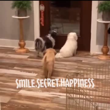 funny dogs smile.secret.happiness